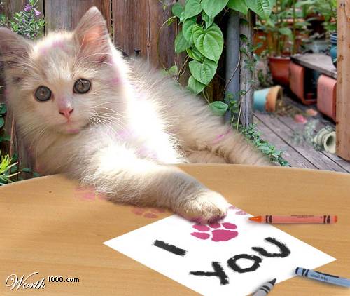 Tio Felino (Leo) tweet media