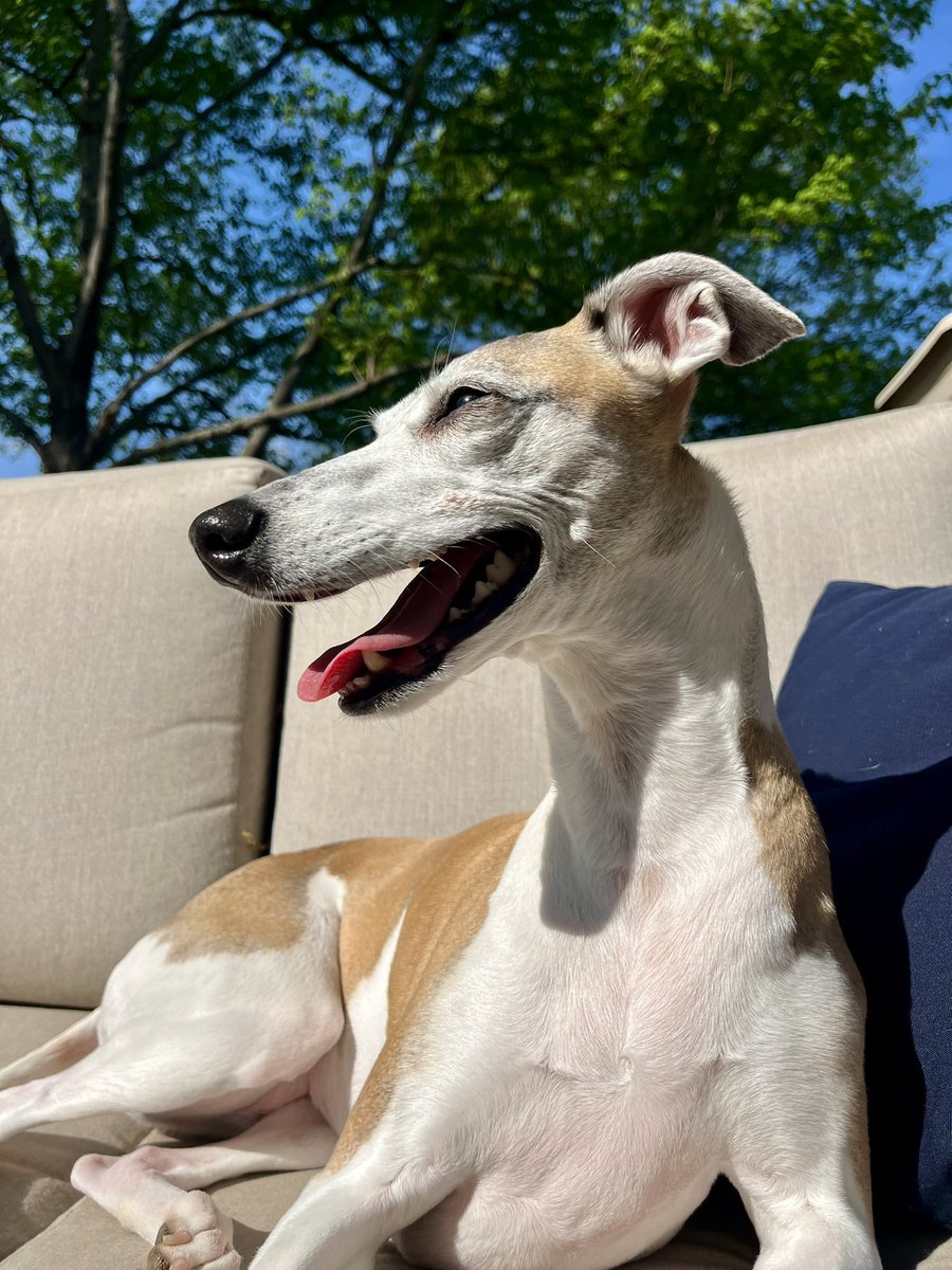 CoraTheWhippet's tweet image. Ahhhh …that Friday feeling!
#FridayMood