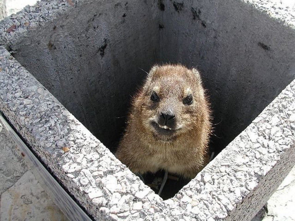 Korn (COMMISIONS OPEN) tweet media