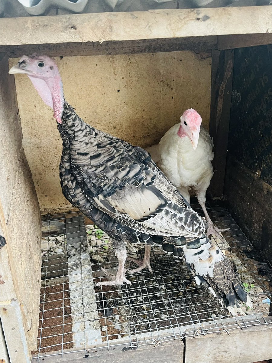 blessing tweet media