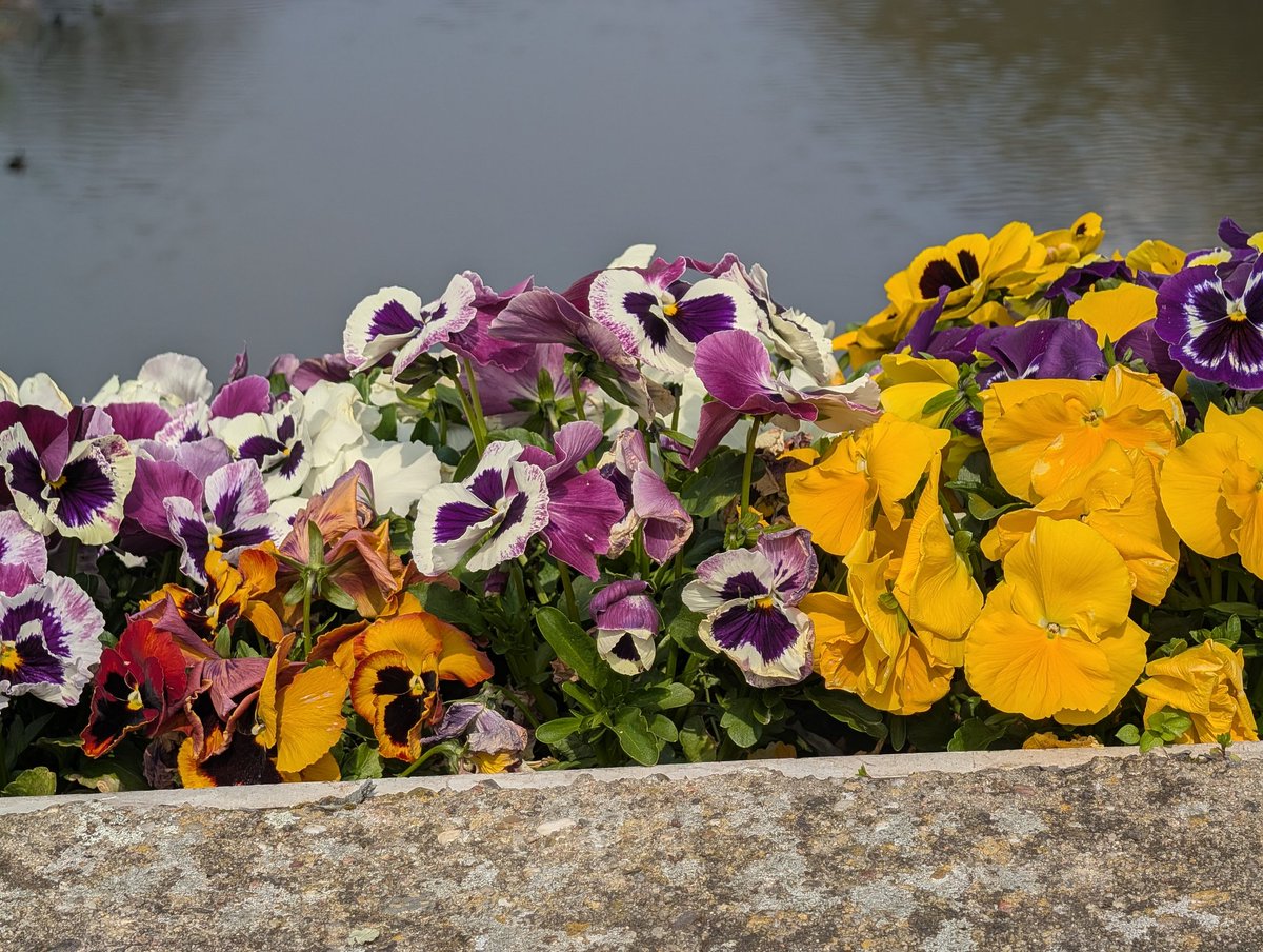 SCPFCB_FANS's tweet image. Stiefmütterchen an der #EMS sehr stabil