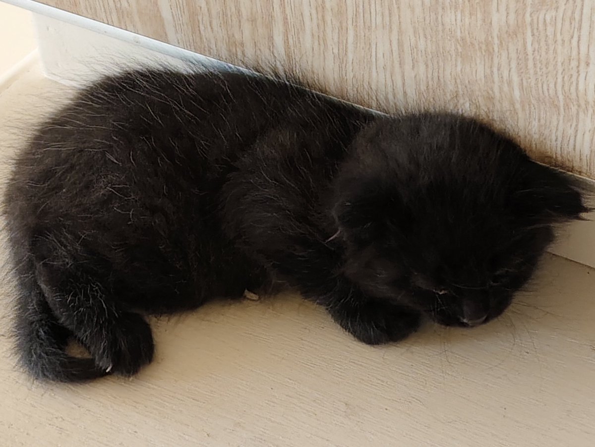 أنوار tweet media