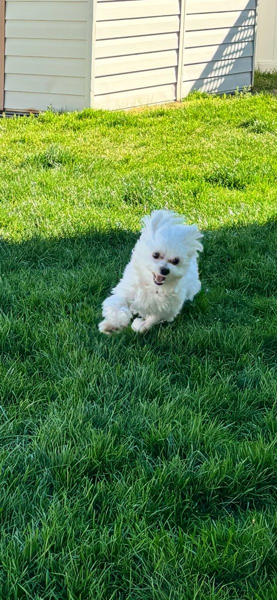 Jaxcarly0612's tweet image. “Flyin’ high again…”🤭😂 He’s such a happy baby😀💜Happy Friday! Love, Billy💙 #Billy🤍 #HappyFriday 🐝🌻❤️😎🌸✌️