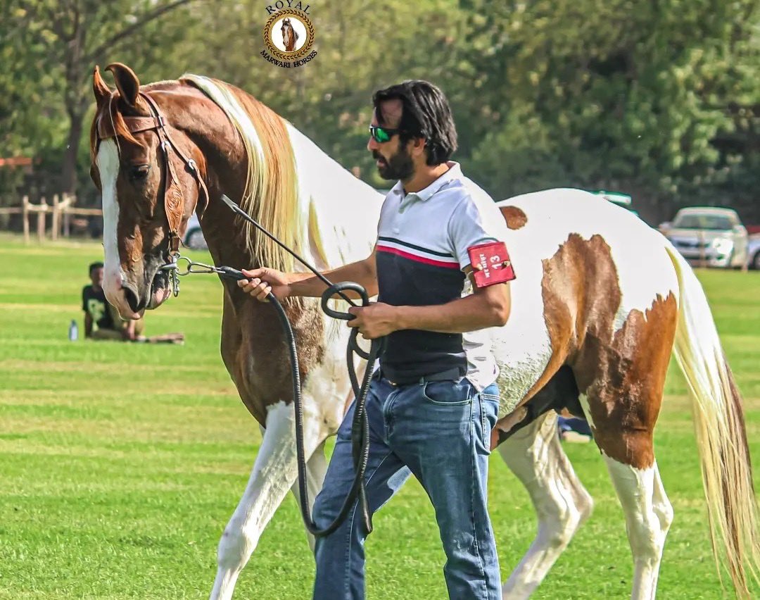 Ajit Nandal 🐎Indian Cowboy tweet media