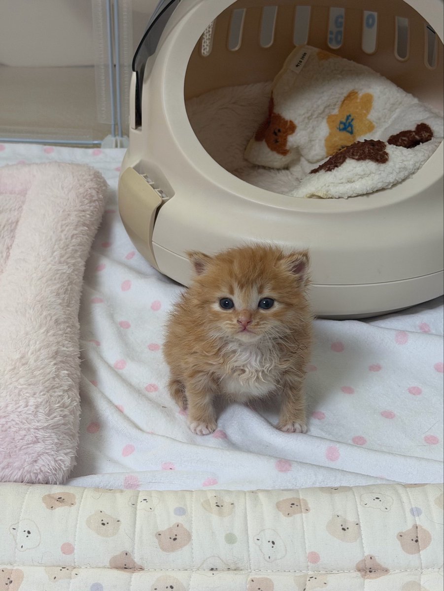 째앙금 tweet media