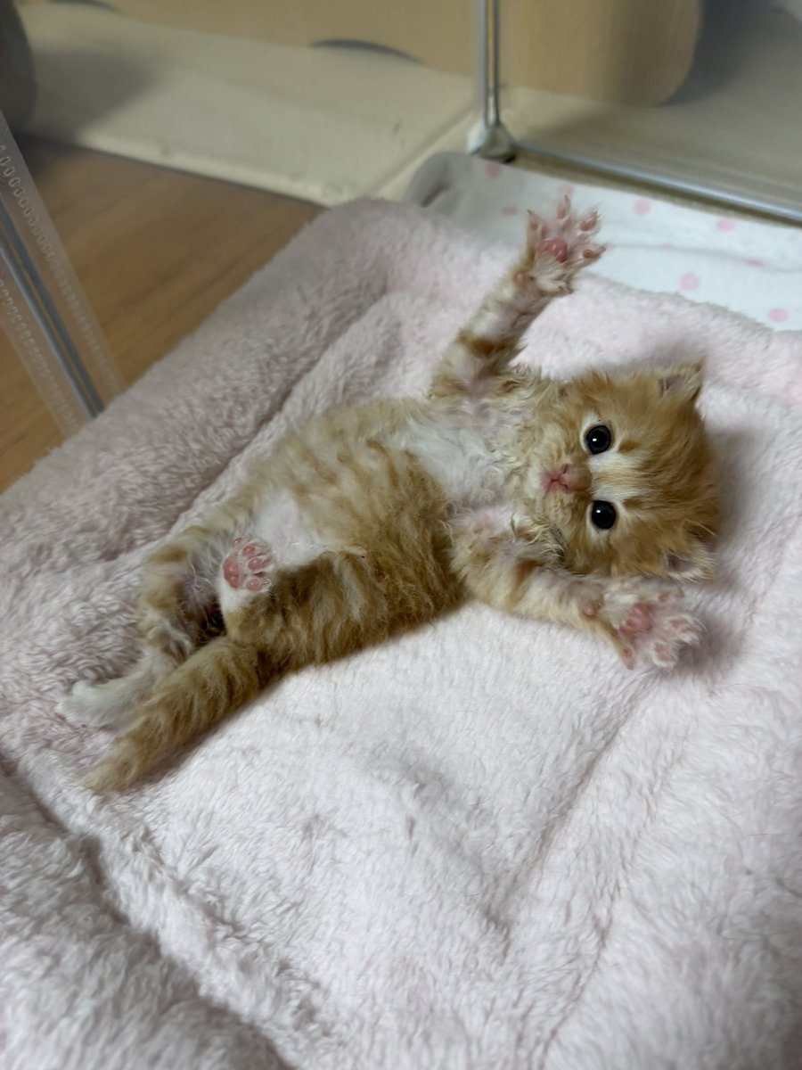 째앙금 tweet media