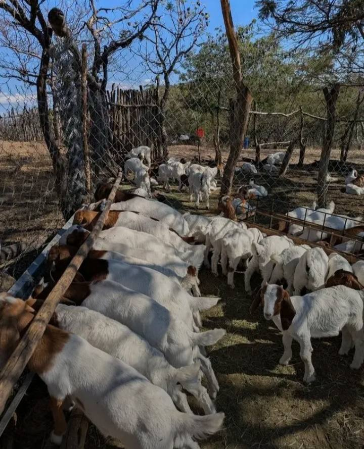 agribusinesszw's tweet image. Farm business success is not about how much money you make; it is how much money you keep and reinvest.

#agribusiness