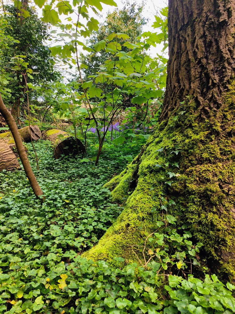 LadyGrace27's tweet image. A quiet walk through the woods… sometimes that’s all you need 🌲✨

#fridayvibes #walks #woods #grounding #nature #naturetherapy