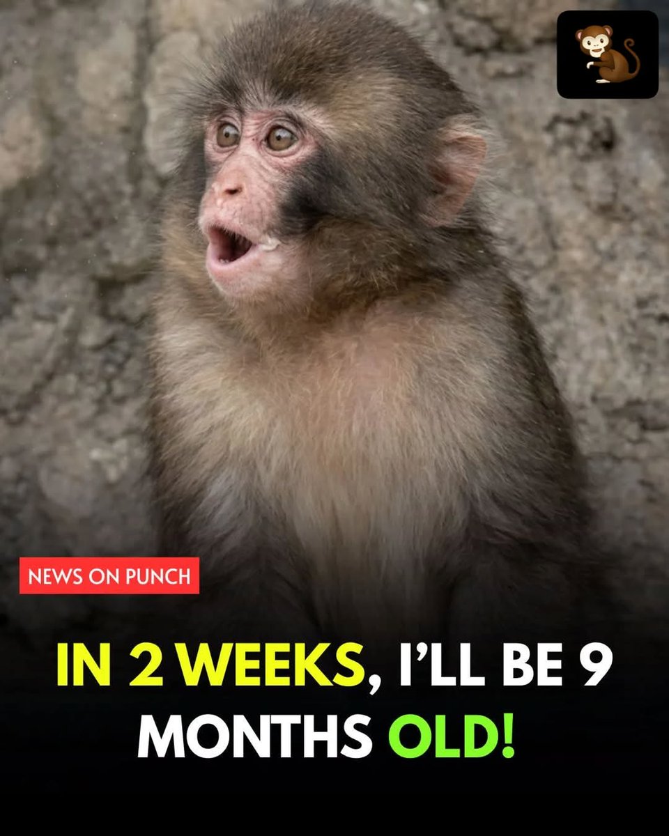 Human Owned by Cat 😺 tweet media