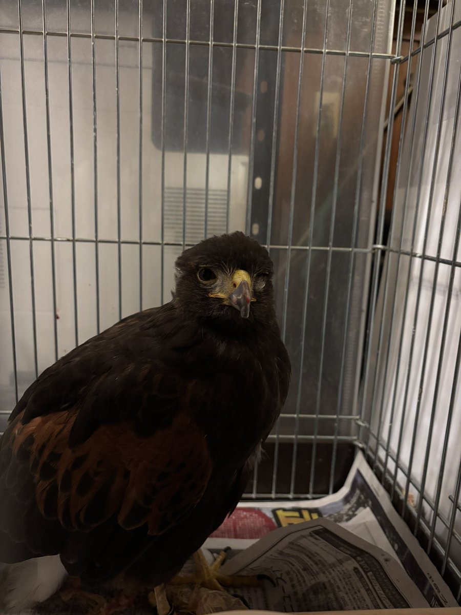 小鳥レスキュー隊の隊長 tweet media