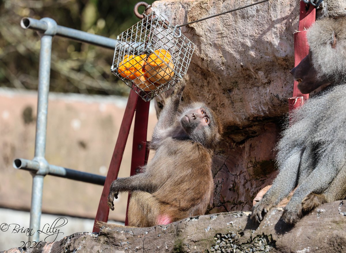 brglilly's tweet image. Hamadryas baboons trying to solve enrichment baskets @PaigntonZoo #baboons #primates
