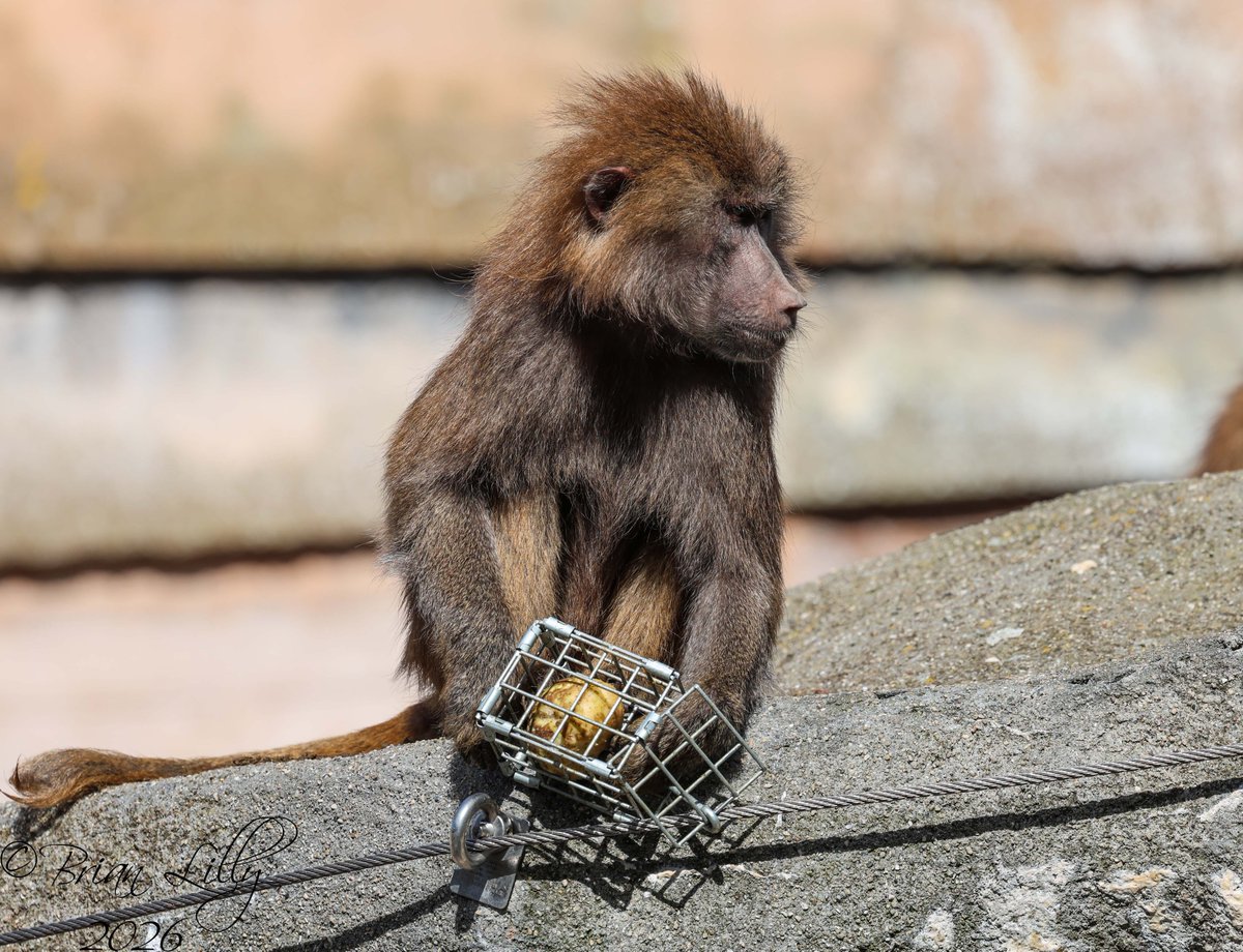 brglilly's tweet image. Hamadryas baboons trying to solve enrichment baskets @PaigntonZoo #baboons #primates