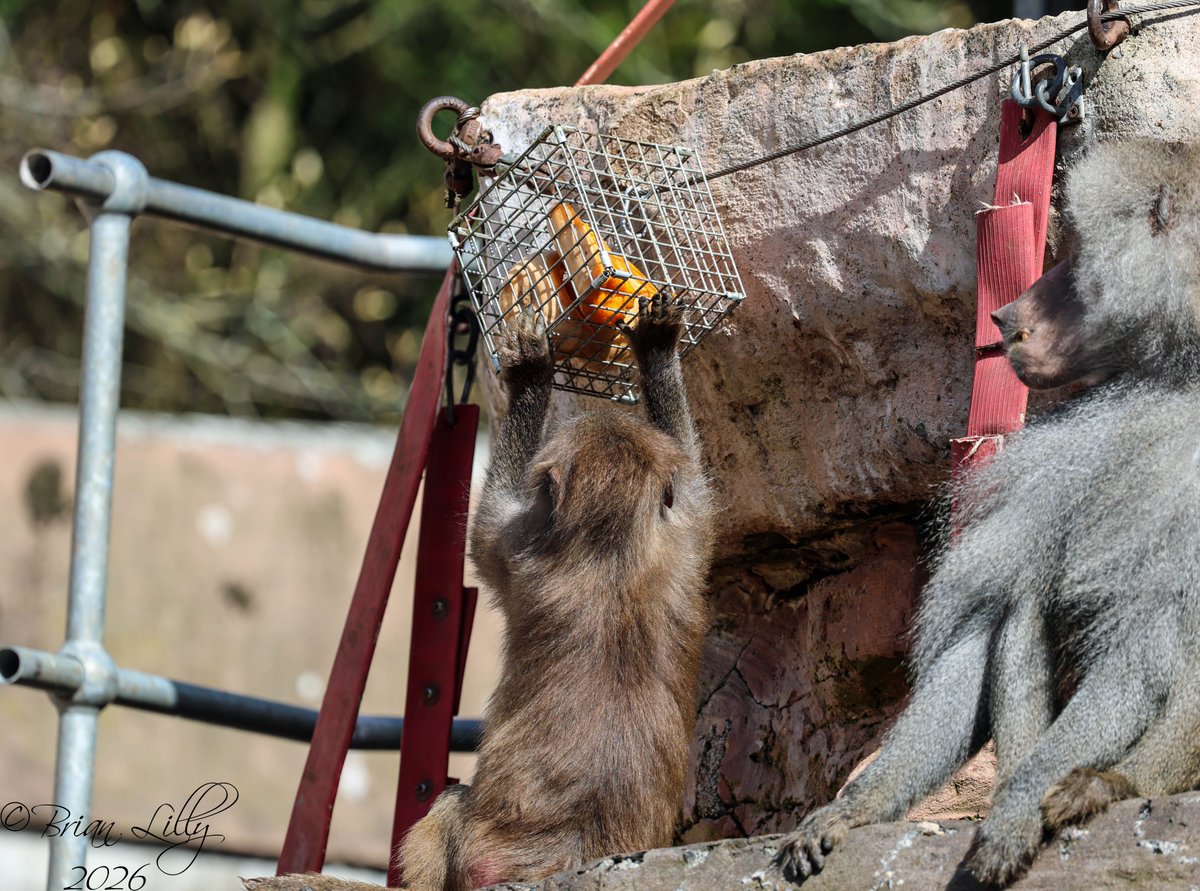 brglilly's tweet image. Hamadryas baboons trying to solve enrichment baskets @PaigntonZoo #baboons #primates