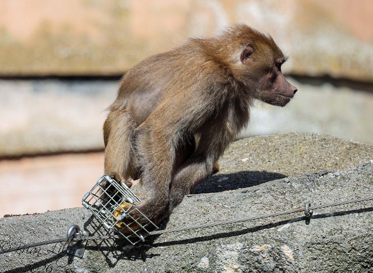 brglilly's tweet image. Hamadryas baboons trying to solve enrichment baskets @PaigntonZoo #baboons #primates
