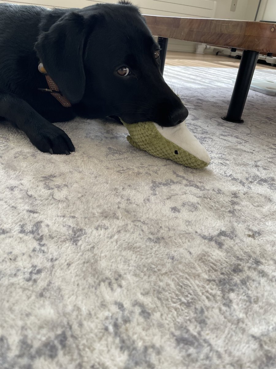 Es0S7's tweet image. 秒で引きちぎられた

#黒ラブ 
#ラブラドール 
#Labrador