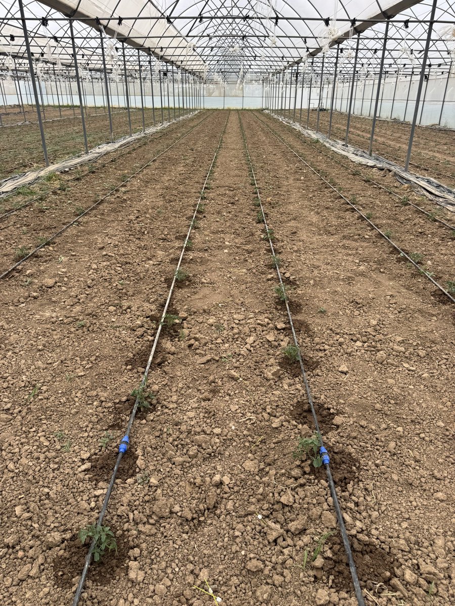 M.Bekir Ege tweet media