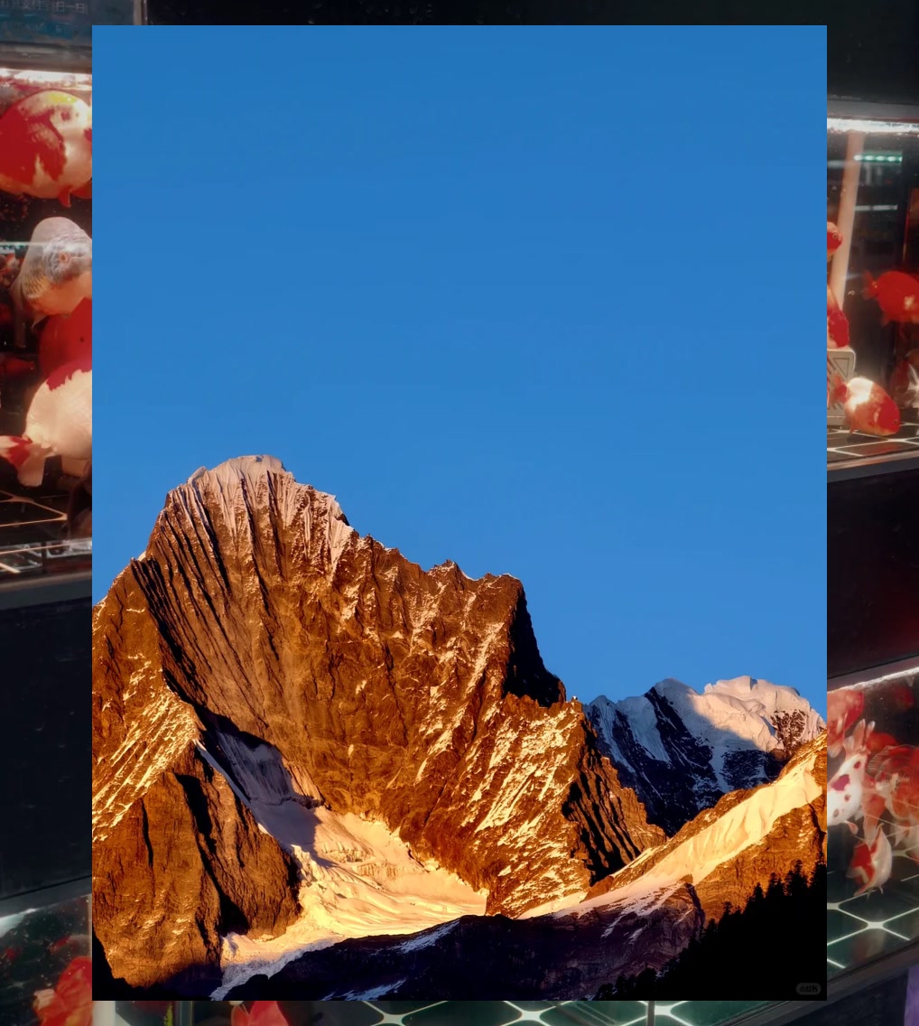 Amber Mitchell tweet media