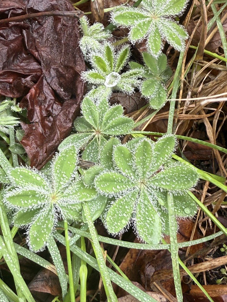 ecodum's tweet photo. lupinus perennis
wild lupine https://t.co/3pvLEEYMRO
