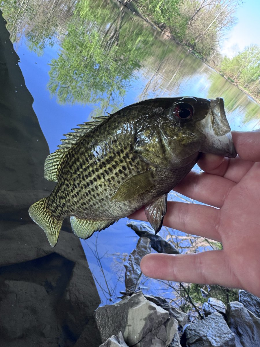 thegingabeard69's tweet photo. First smallie &amp; rocky of the year https://t.co/A89CrO7miW