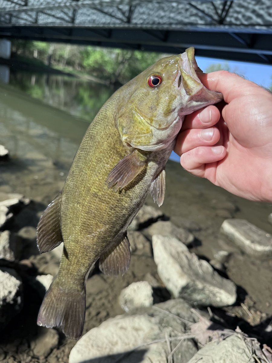 thegingabeard69's tweet photo. First smallie &amp; rocky of the year https://t.co/A89CrO7miW