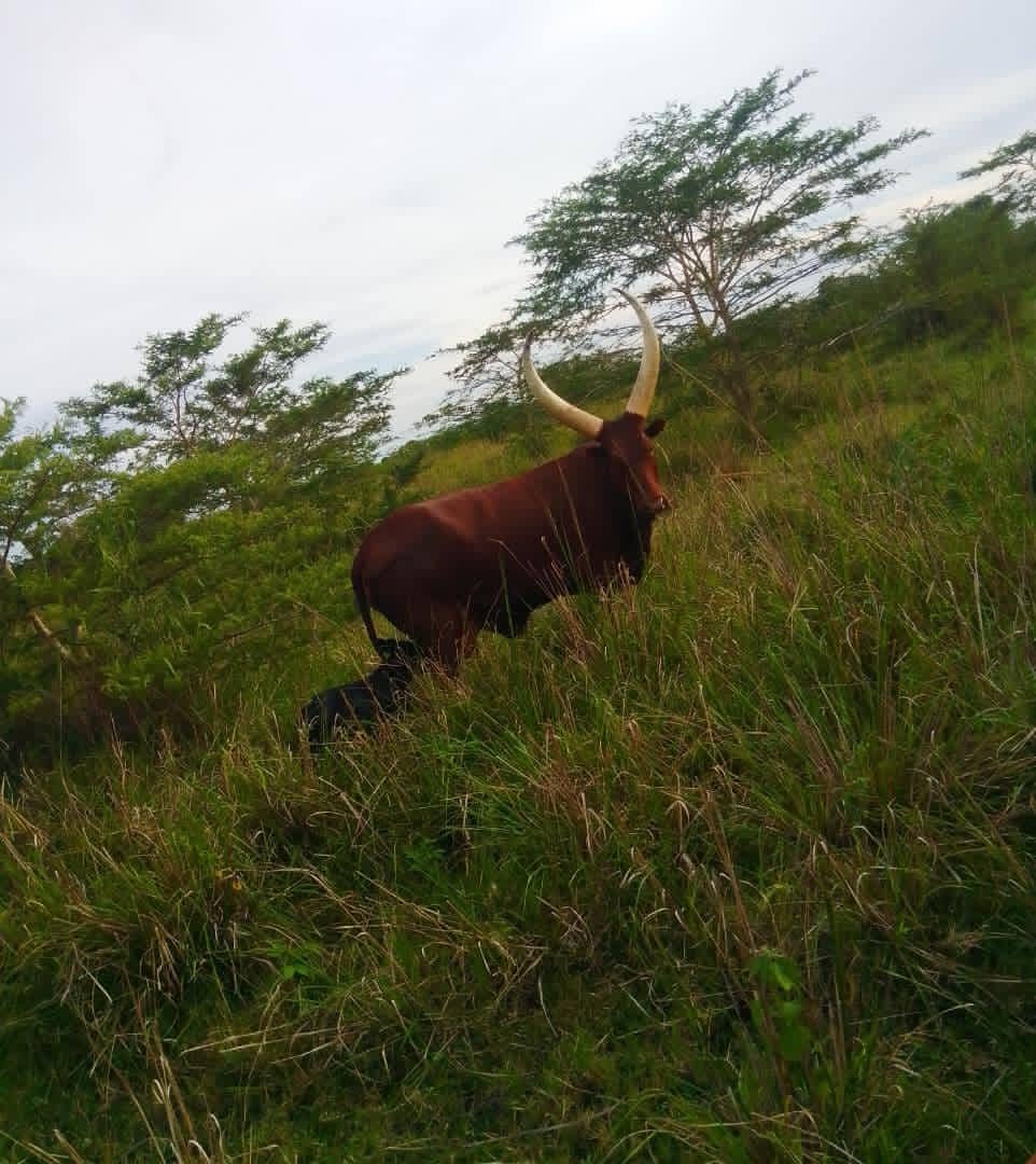 Rufungira256's tweet photo. Day spent 
Making the second born at her early age.
Good evening. https://t.co/doOO1UoAKK
