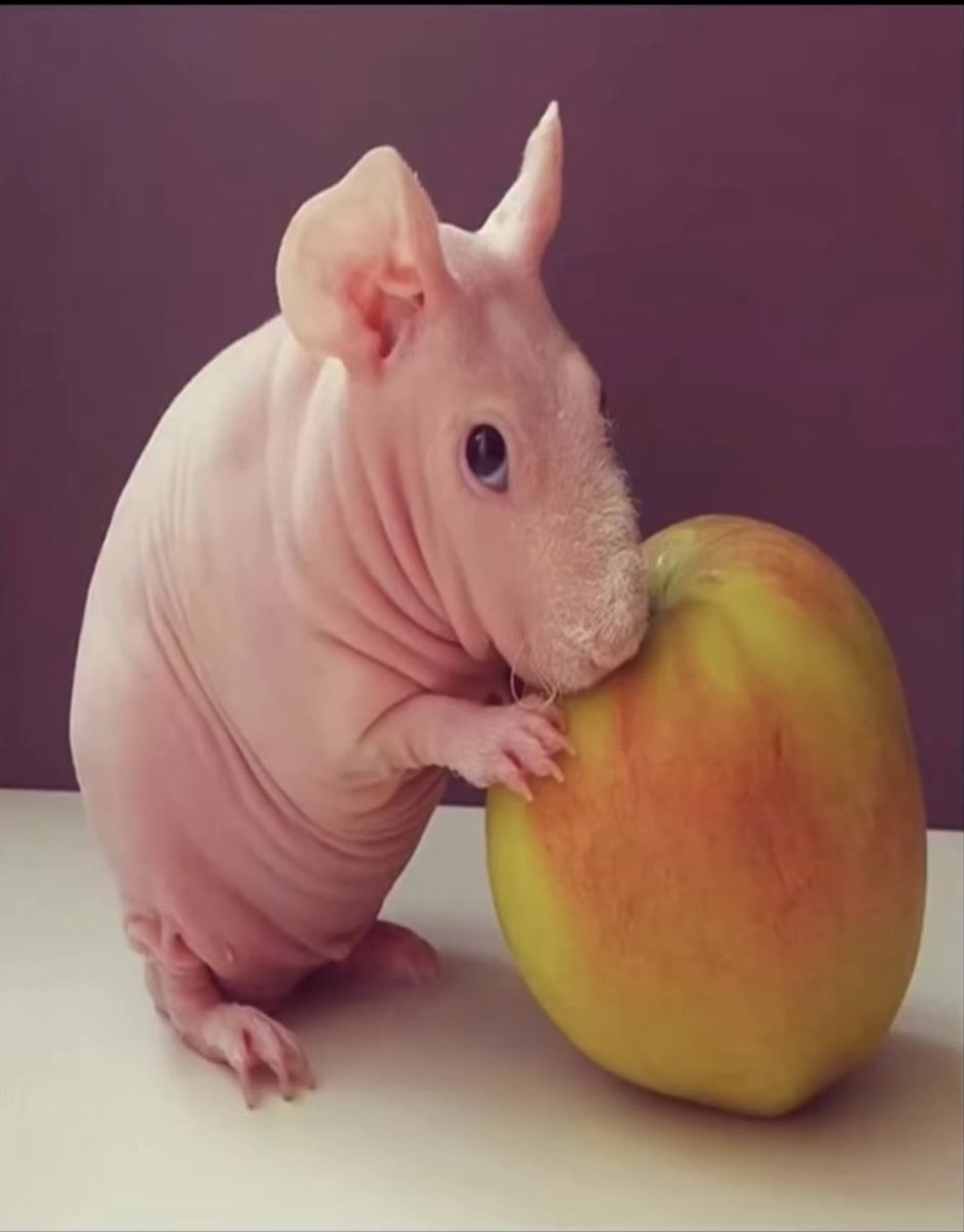 Carlitos tweet media