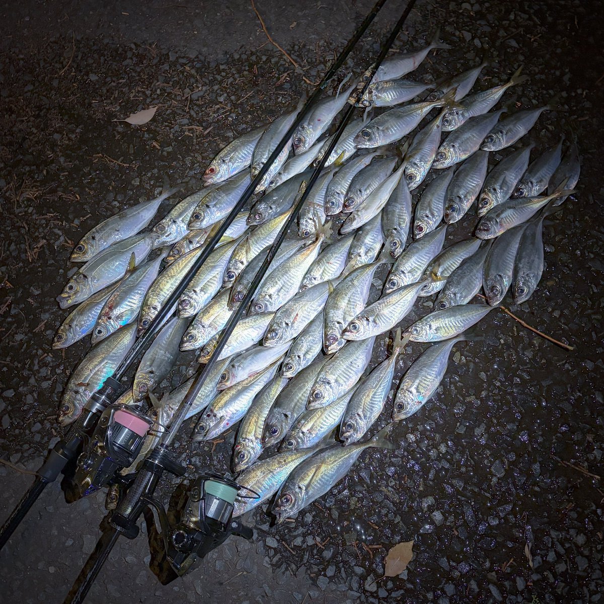 ꢤかびんちゃんꢏ tweet media