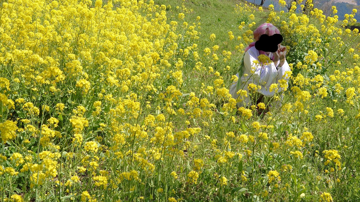 ちなみに近所まで入れると彼岸花やモミジの紅葉やミツマタや菜の花も撮影出来ますな（ﾄﾞﾔｧ）