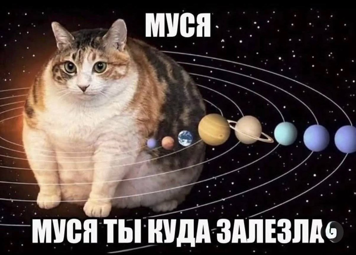 Borsique😺 (@borsique) on Twitter photo 