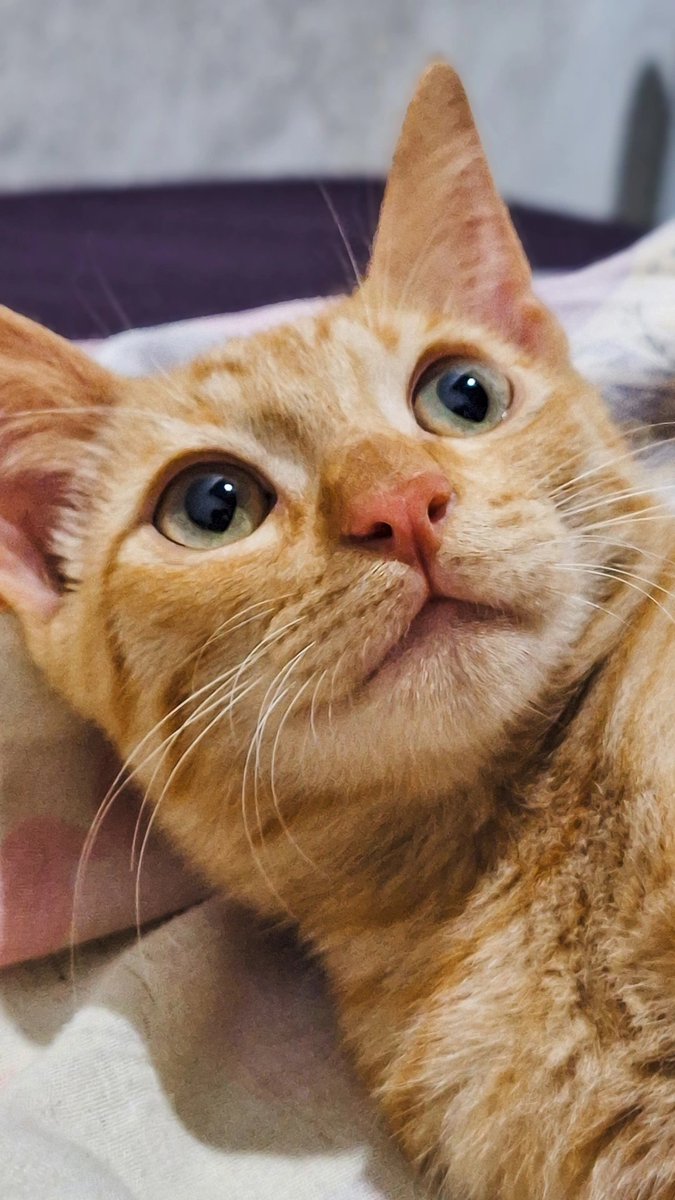 _Dangerous_on's tweet photo. Tá crescendo #will
#cat #catorange https://t.co/Lv7umpjNI8