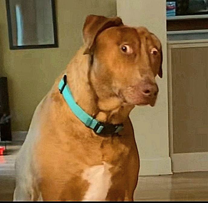 United Fan🫡 tweet media