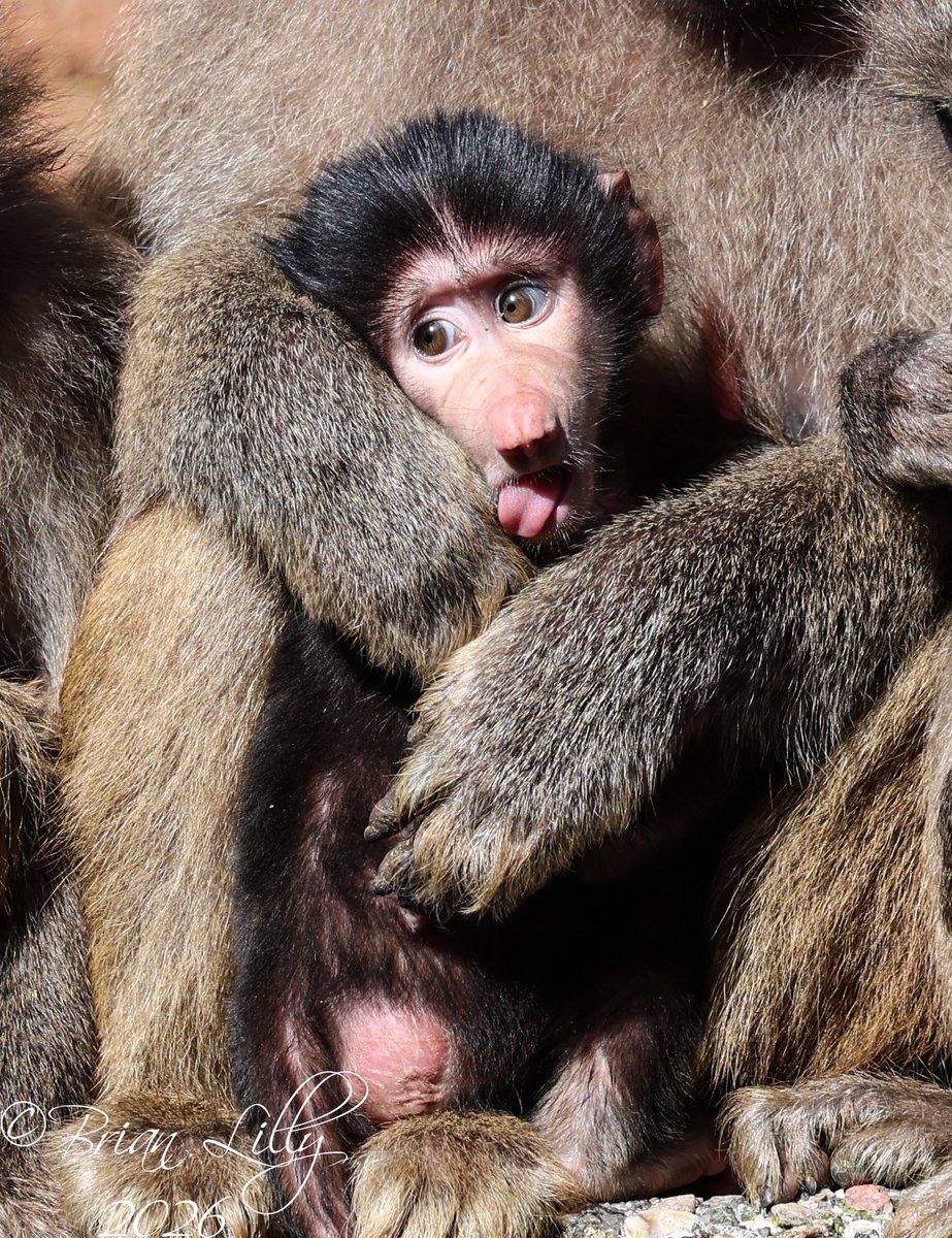brglilly's tweet image. Baby Hamadryas baboon with tongue out and yawning @PaigntonZoo #baboon #primates