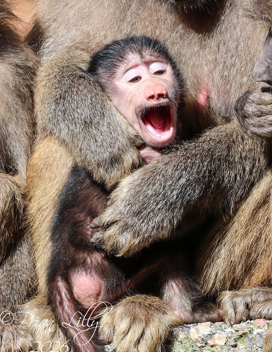 brglilly's tweet image. Baby Hamadryas baboon with tongue out and yawning @PaigntonZoo #baboon #primates
