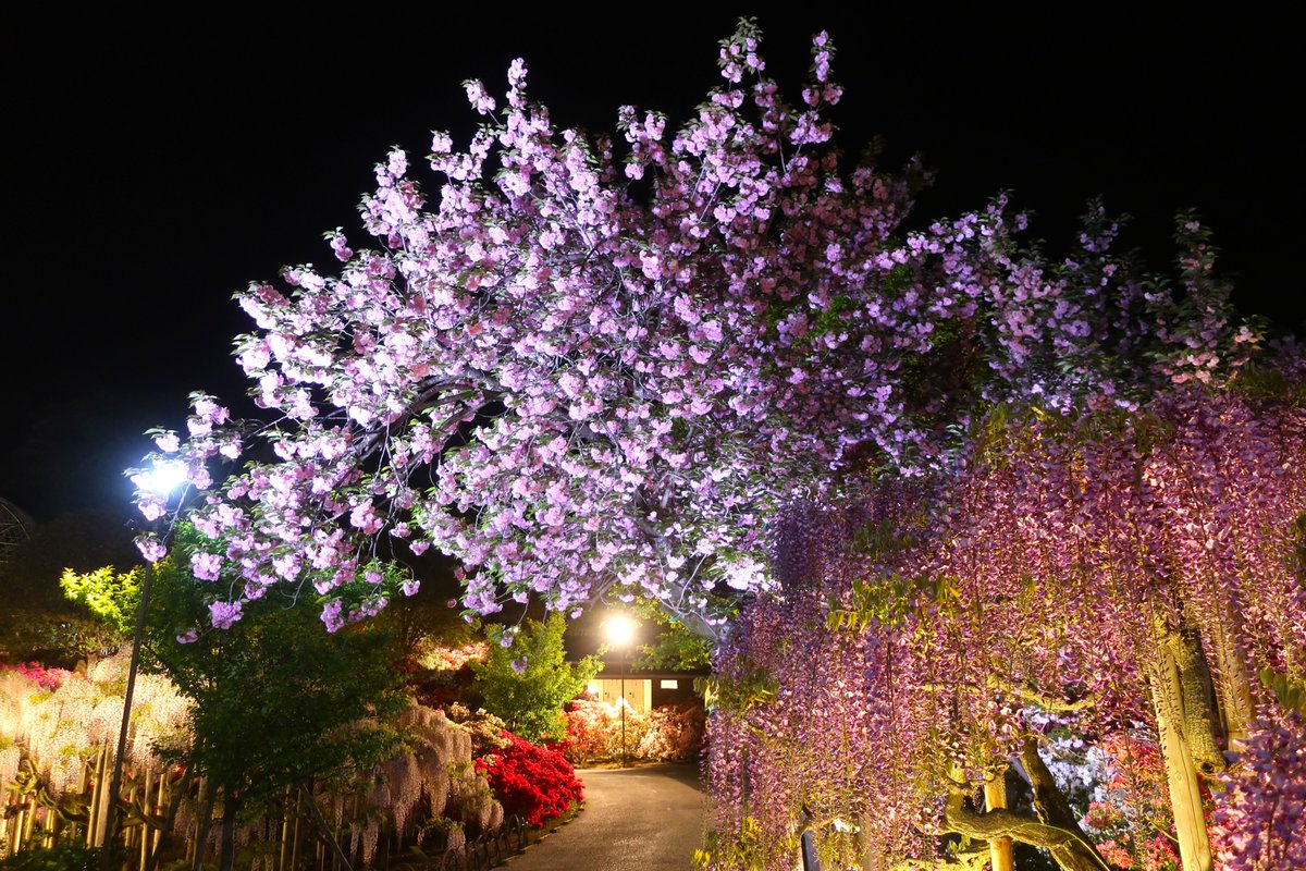 あしかがフラワーパーク【公式】 tweet media