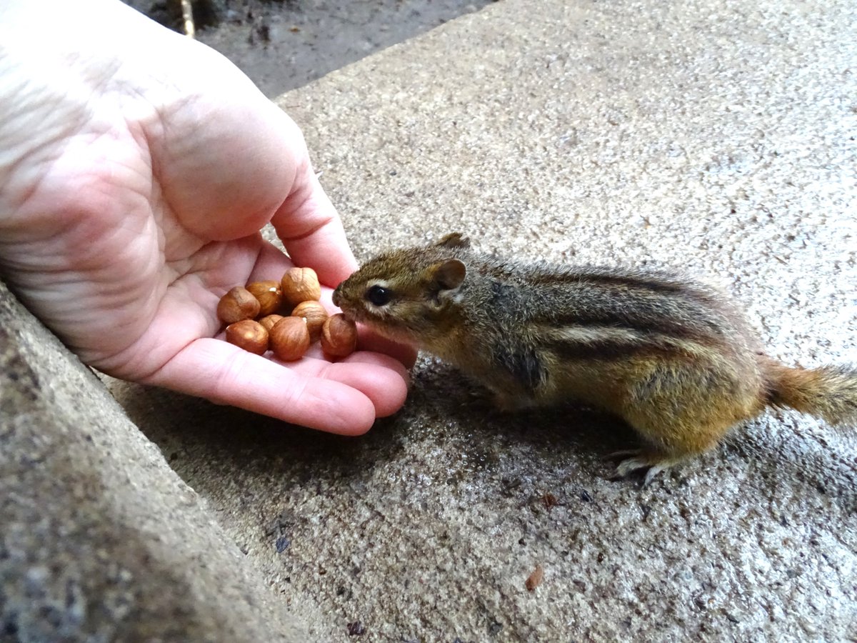 VeganSquirrelMan tweet media