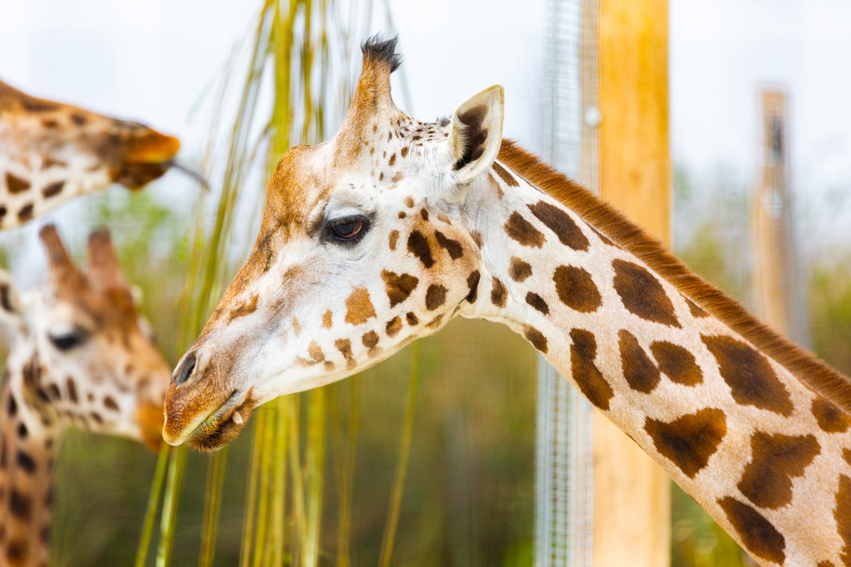 Chester Zoo Learning tweet media