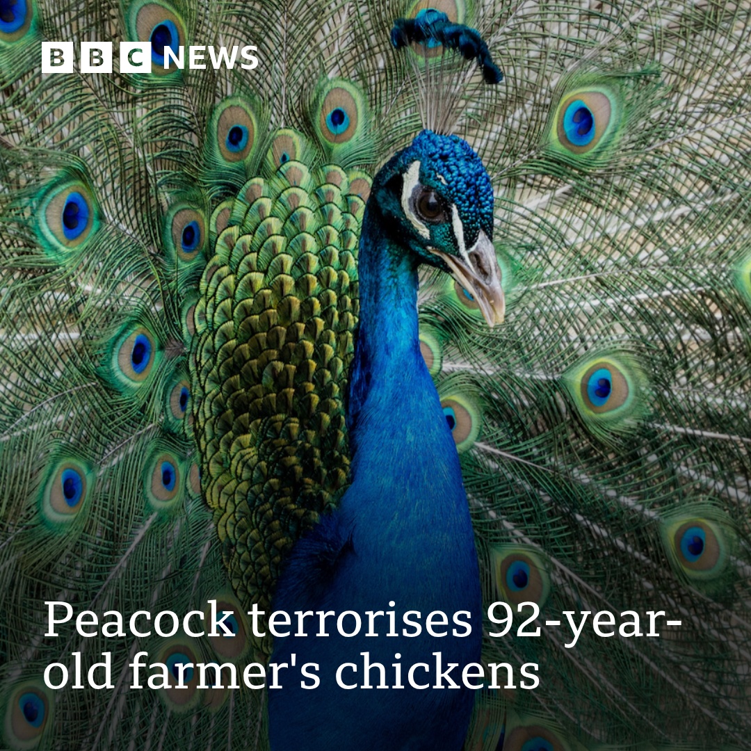 BBC Suffolk tweet media