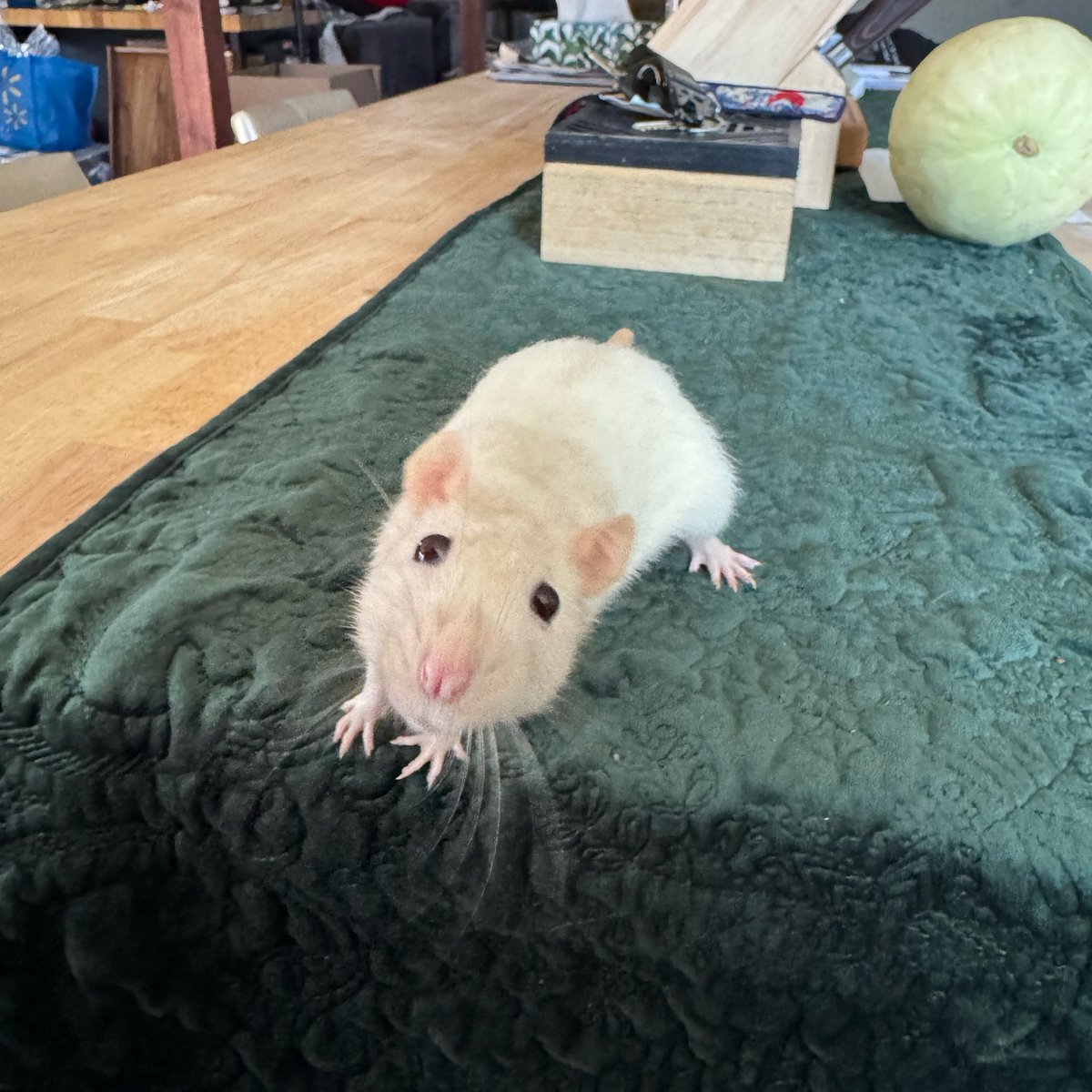 a bunch of rats✨ tweet media