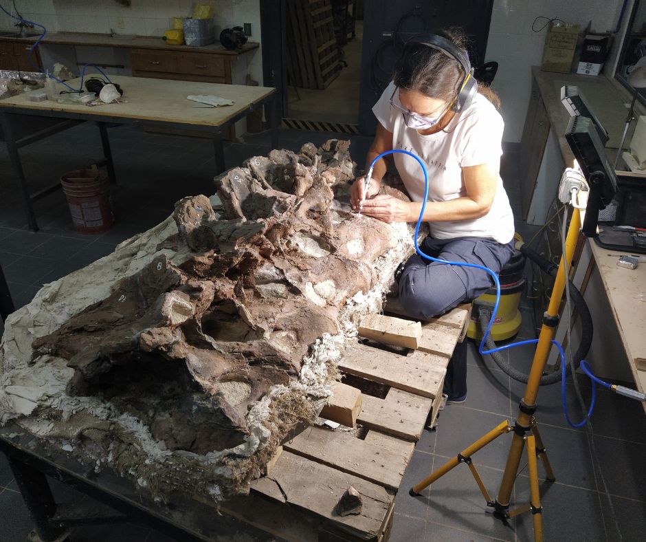 mefpatagonia's tweet photo. UNA NUEVA ESPECIE DE DINOSAURIO DESCUBIERTA EN CHUBUT 🦕#Bicharracosaurus dionidei, es un dinosaurio saurópodo del Jurásico que vivió en lo que hoy es la Patagonia hace 160 millones de años. Su nombre es un homenaje al poblador rural que la descubrió. 🧵👇 https://t.co/87i33HrKiZ