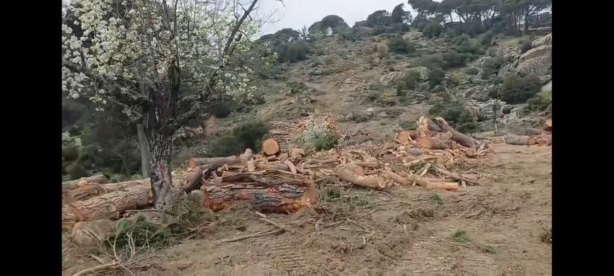 Özer Akdemir tweet media