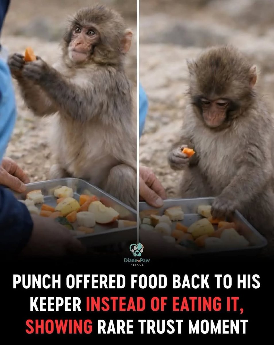 Human Owned by Cat 😺 tweet media