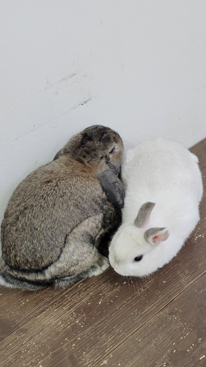 さっちゃん🍵 tweet media