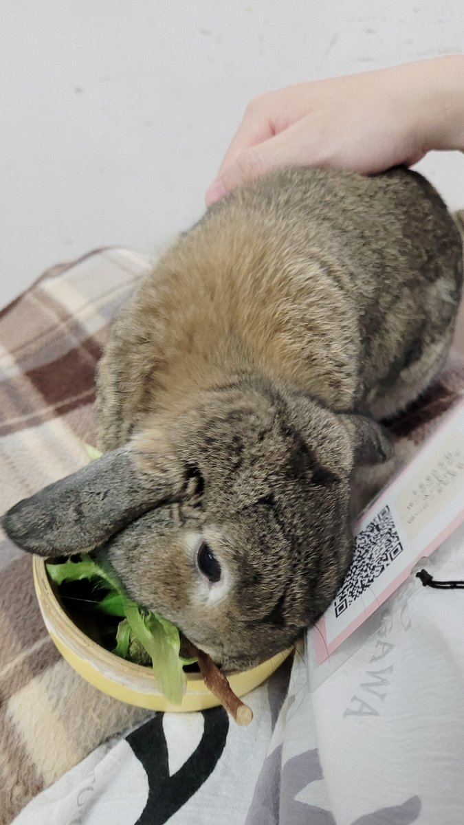 さっちゃん🍵 tweet media