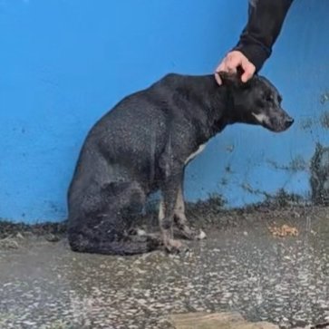 #ENCONTRADA #GUAYAQUIL
Fecha: 2026-04-15
Sector: Norte,Juan Montalvo km 8,5 y por la 4 de marzo
Sexo: Hembra
Raza: Mestizo
Observación: Es negra con unas pequeñas manchitas café
Contacto: 0967013388
¡Ayúdalo a volver con su familia!
 #AlertaMePerdí