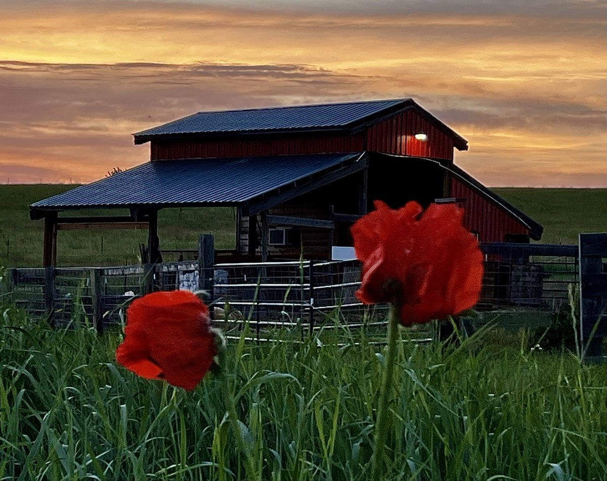 DanIdahoHunt's tweet image. From mountain peaks to valley streets. 🏔️➡️🏙️
Started a permaculture farm in '22, but '25 brought us back to the hustle. Now, with water scares and food prices climbing, the land is calling us home—but the wallet says otherwise. 🚜💸 #FarmLife #HardChoices