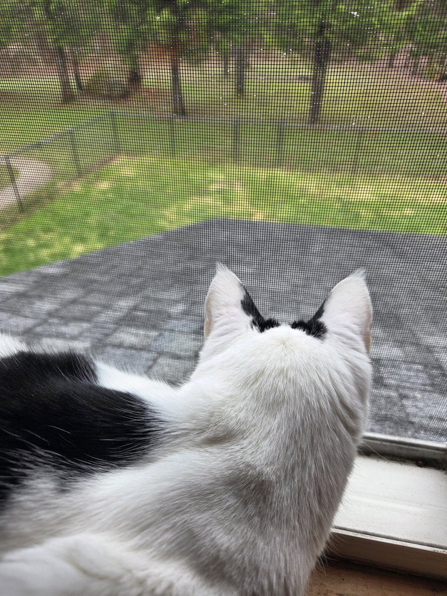 TheSprinklesCat's tweet image. Watching a purrty dove on pawtrol this morning! I was talking to it, but Meowmy didn't get the whole conversation! Hope mew have a purrfect #FelineFineFriday! #cowcat #CatsOfTwitterX #AdoptDontShop #StaySafeFurrends