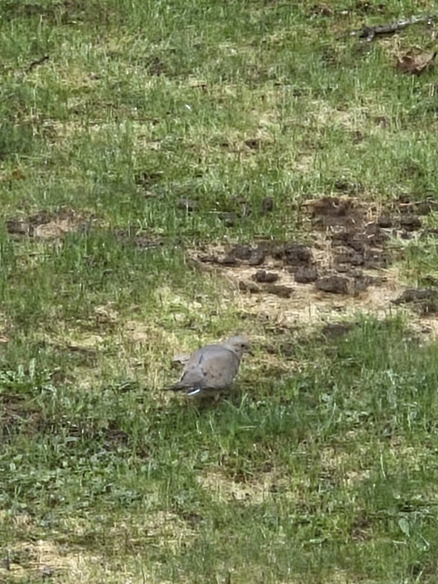 TheSprinklesCat's tweet image. Watching a purrty dove on pawtrol this morning! I was talking to it, but Meowmy didn't get the whole conversation! Hope mew have a purrfect #FelineFineFriday! #cowcat #CatsOfTwitterX #AdoptDontShop #StaySafeFurrends