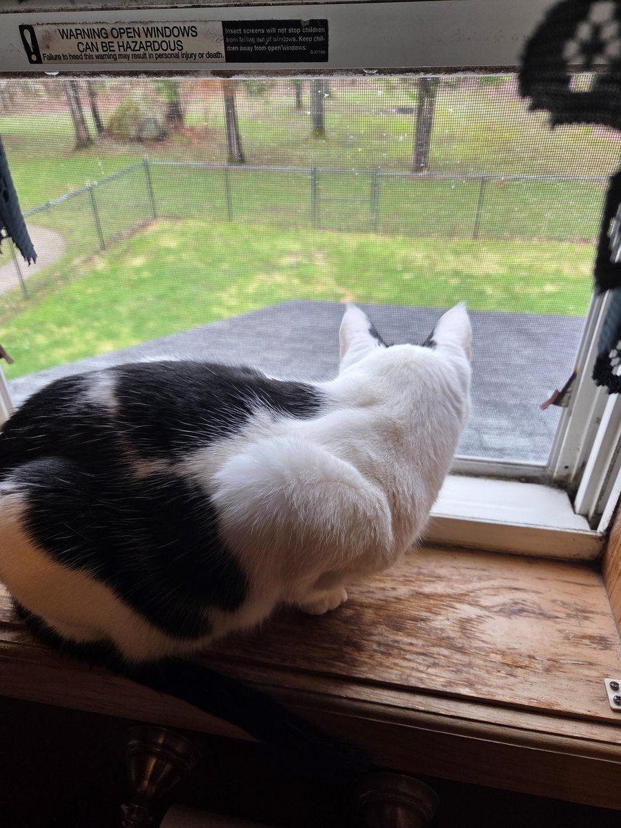 TheSprinklesCat's tweet image. Watching a purrty dove on pawtrol this morning! I was talking to it, but Meowmy didn't get the whole conversation! Hope mew have a purrfect #FelineFineFriday! #cowcat #CatsOfTwitterX #AdoptDontShop #StaySafeFurrends