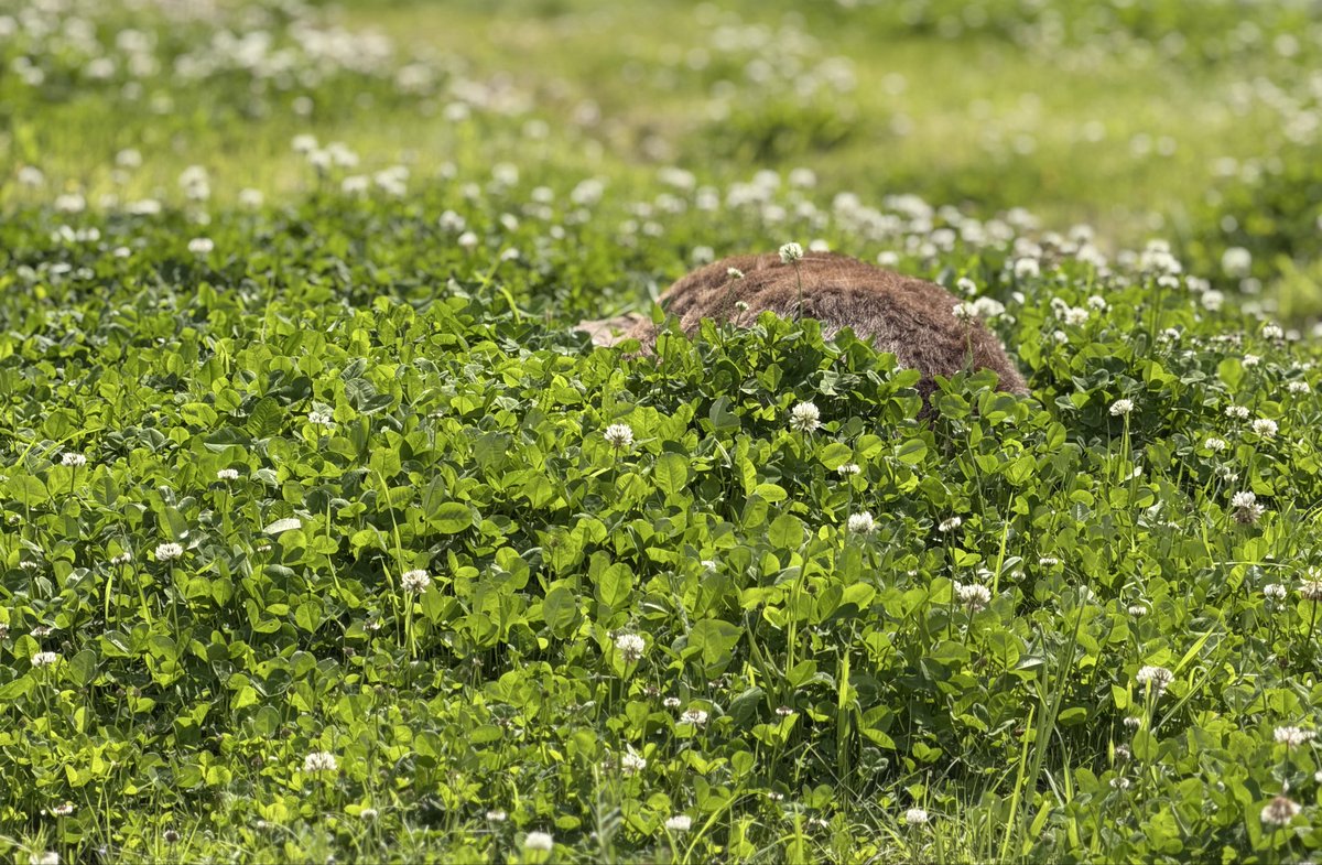 心奈良　cocoro nara tweet media