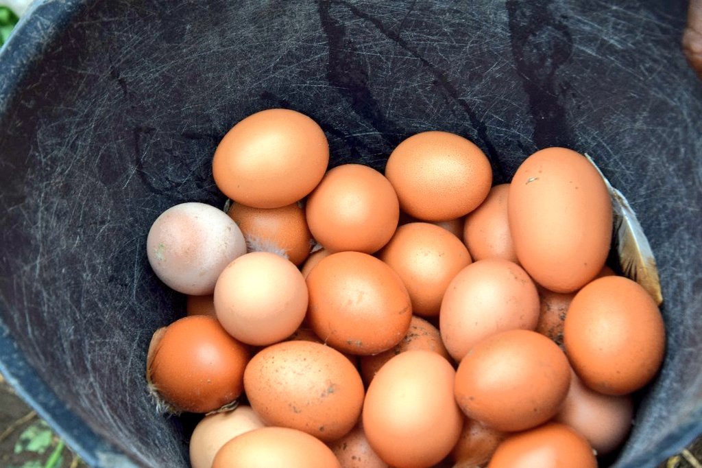 FAOCameroun's tweet image. 🤔 #DidYouKnow⁉️
@JointSDGFund #CONVERGEFOOD empowers small producers &amp;amp; rural workers—tackling income, finance, market &amp;amp; climate challenges.
By connecting producers, entrepreneurs, financial firms, &amp;amp; ministries, it strengthens value chains for sustainable &amp;amp; inclusive food systems